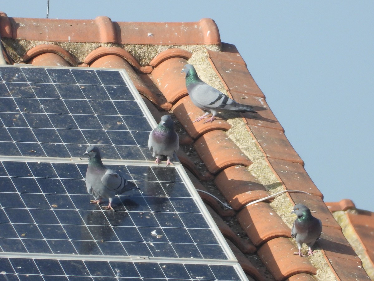 Pigeon biset (forme domestique) - ML626650026