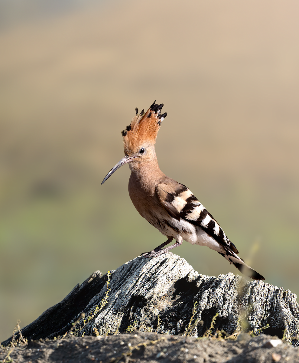 Common Hoopoe - ML626650042