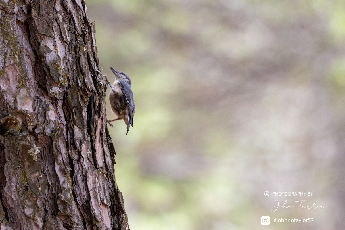 Eurasian Nuthatch - ML626650488