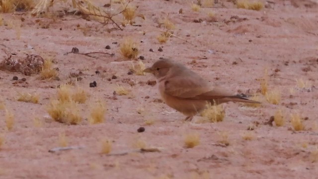 Desert Lark - ML626650535