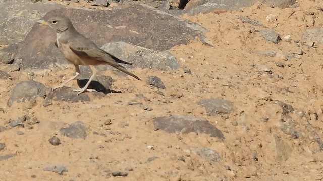 Desert Lark - ML626650572