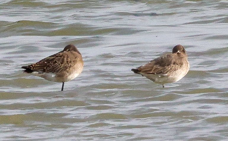 Black-tailed Godwit - ML626650648