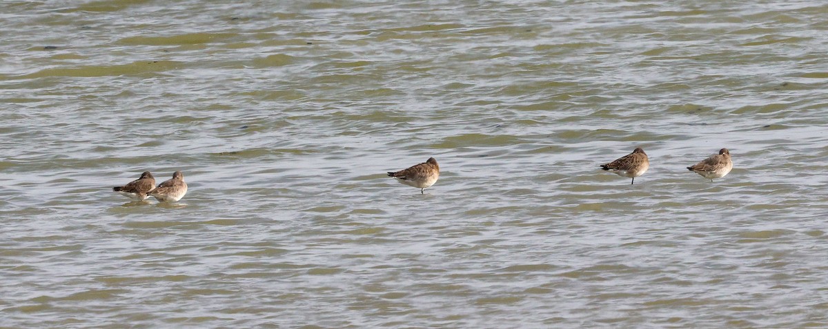 Black-tailed Godwit - ML626650649