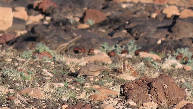 Desert Lark - ML626650654