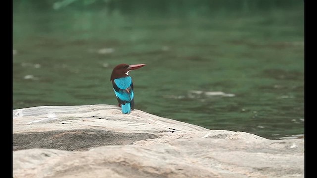 White-throated Kingfisher - ML626650685