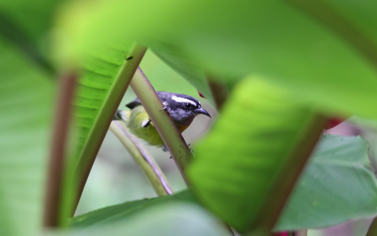 Bananaquit - ML626651023