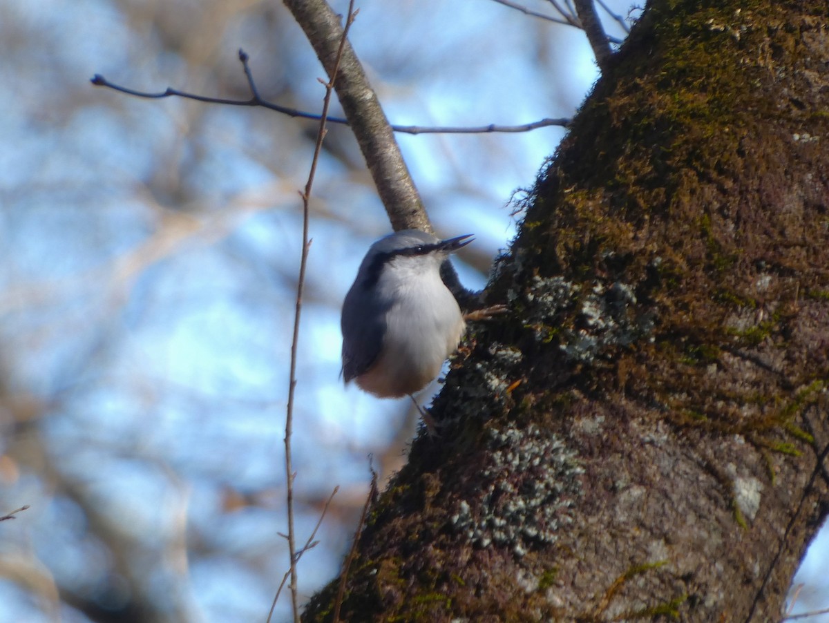 Eurasian Nuthatch - ML626651143