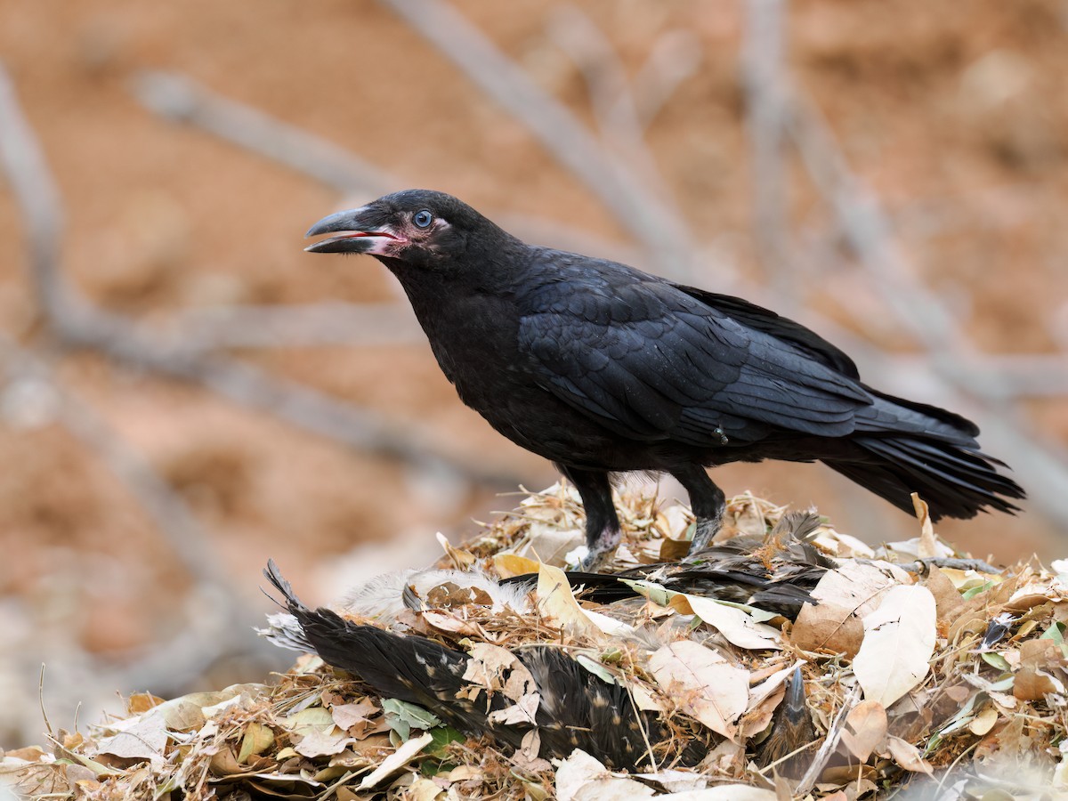 Torresian Crow - ML626651619