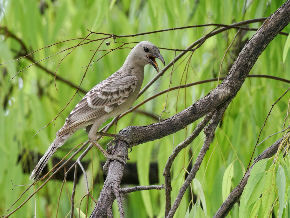 Great Bowerbird - ML626651672