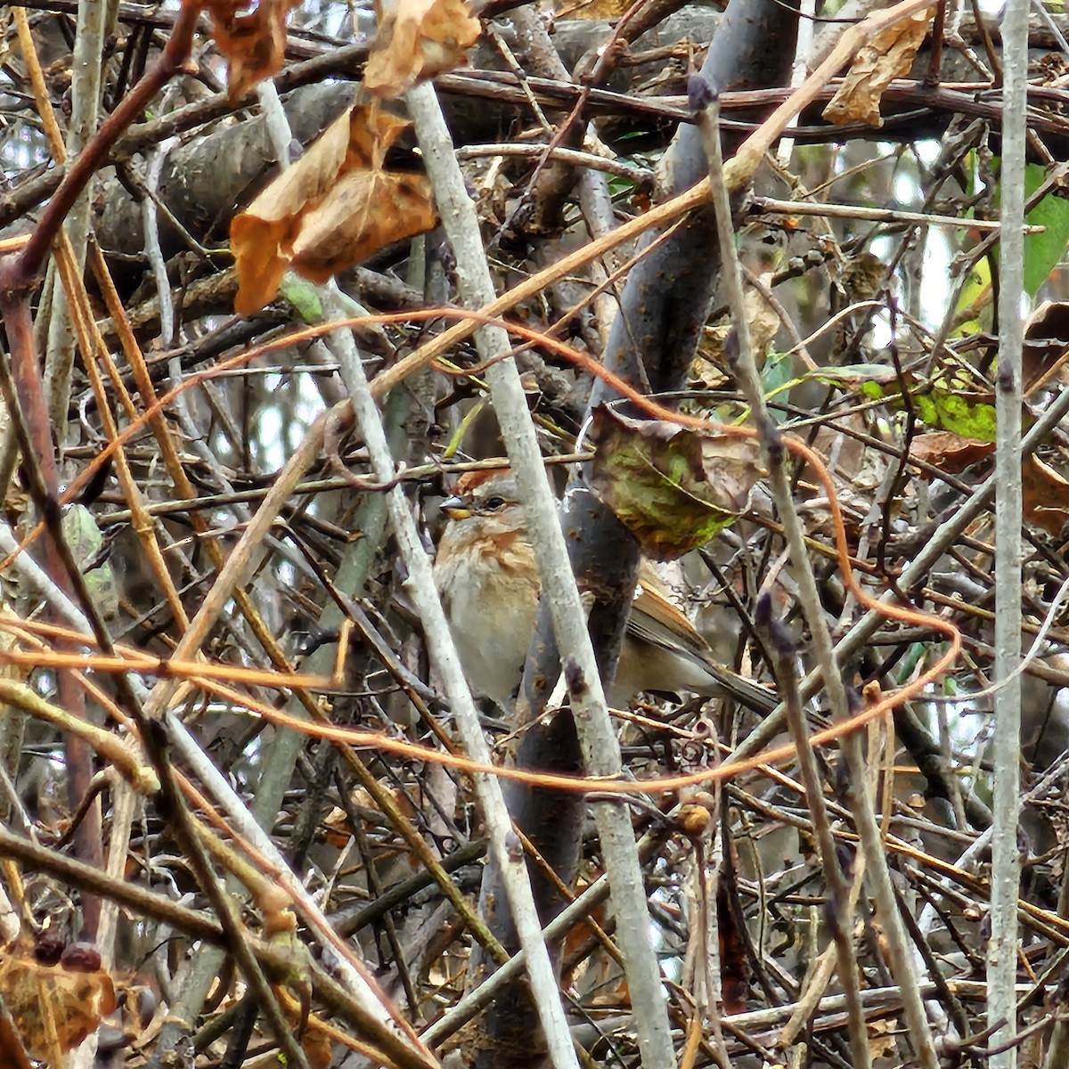 American Tree Sparrow - Jeffrey Yang