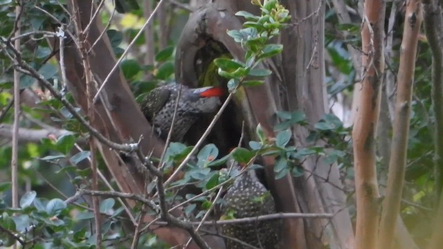 Golden-tailed Woodpecker - ML626651818