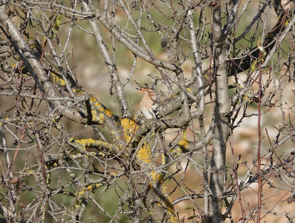 Eurasian Hoopoe - ML626651841