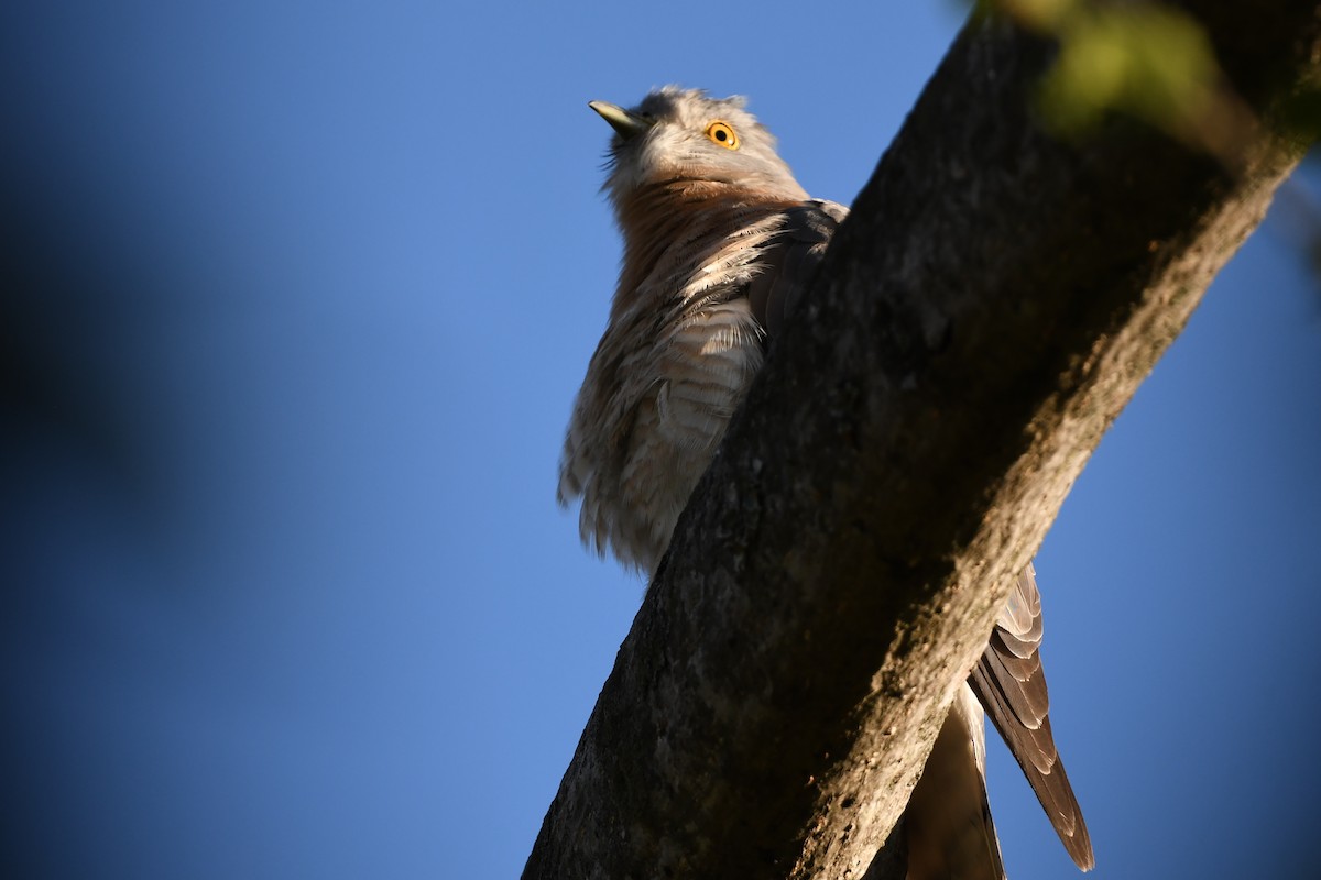 Indian Cuckoo - ML626651880