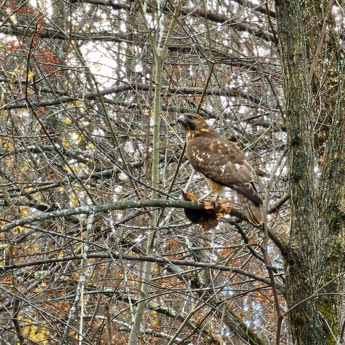 Red-shouldered Hawk - ML626651898