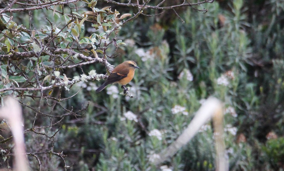 Brown-backed Chat-Tyrant - ML626651903