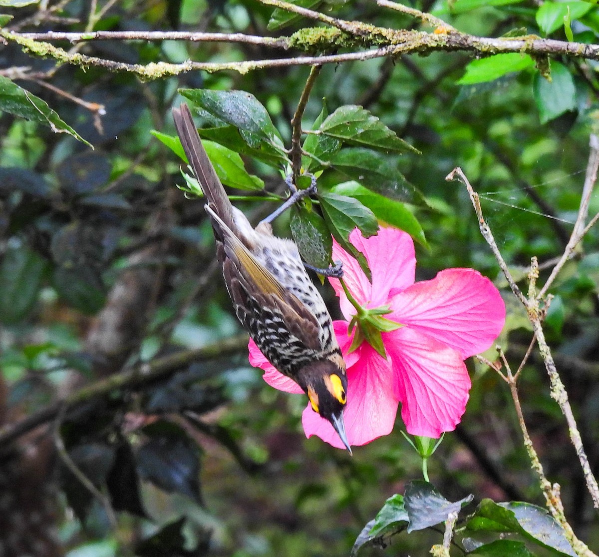 Ornate Melidectes - ML626651961