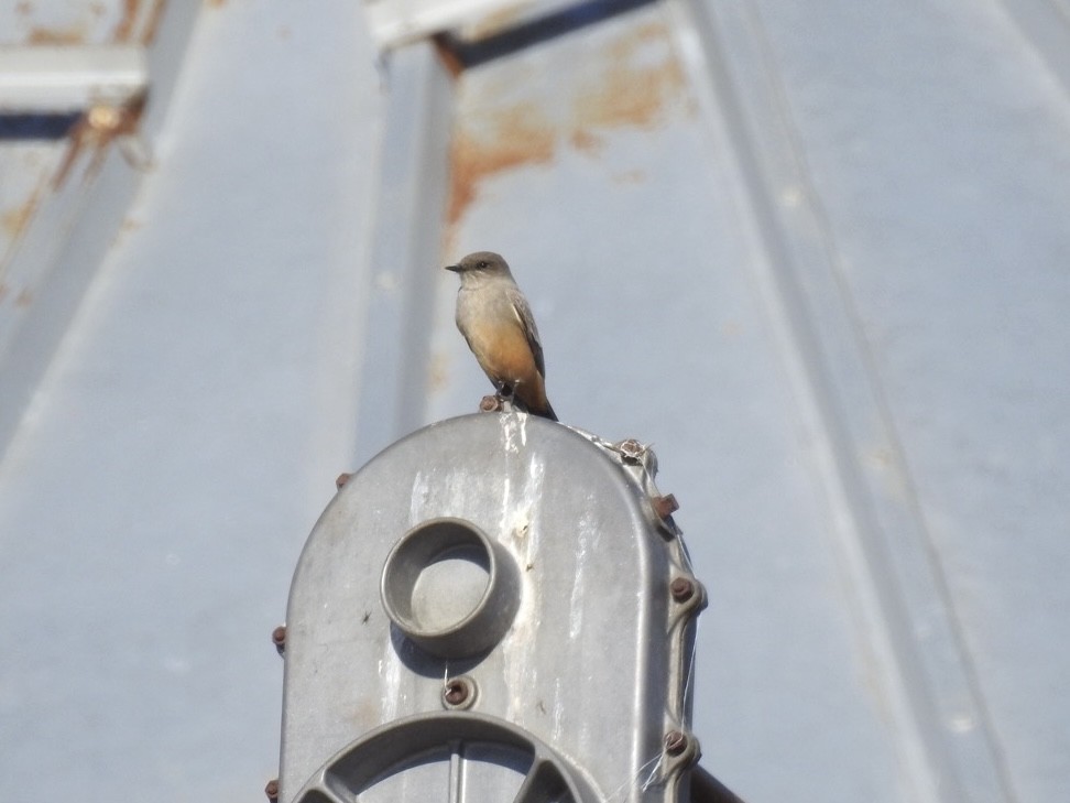 Say's Phoebe - ML626652094