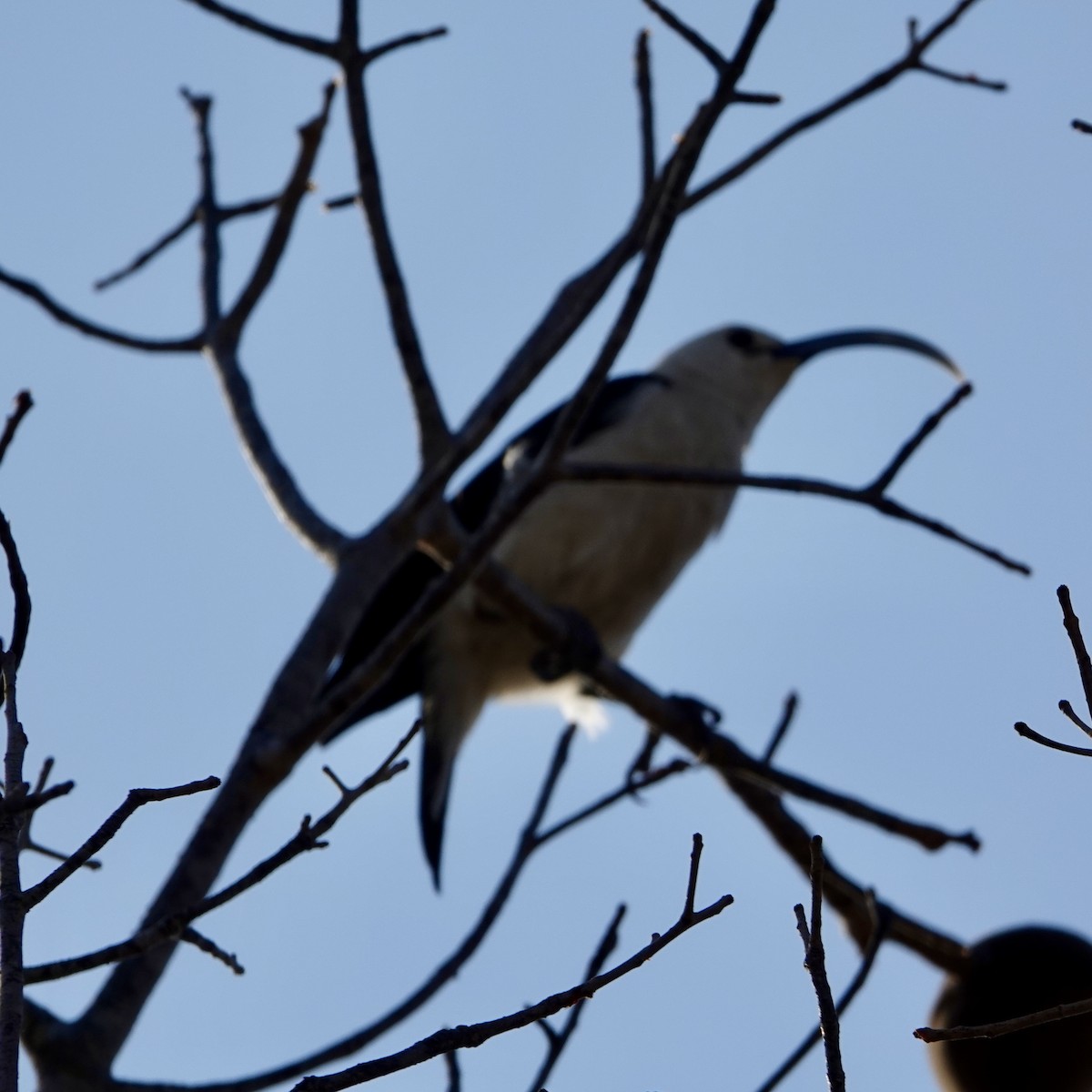 Sickle-billed Vanga - ML626652118