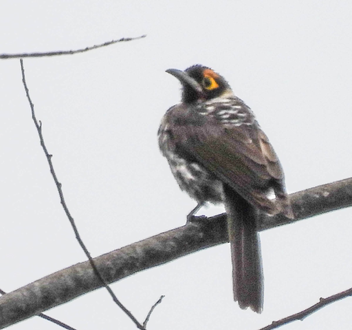 Ornate Melidectes - ML626652254