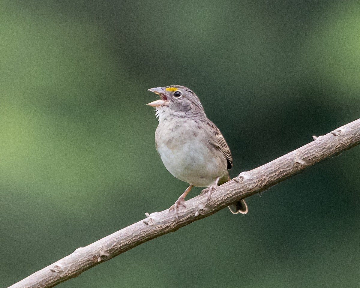 Grassland Sparrow - ML626652364