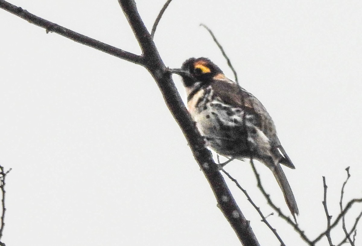 Ornate Melidectes - ML626652394
