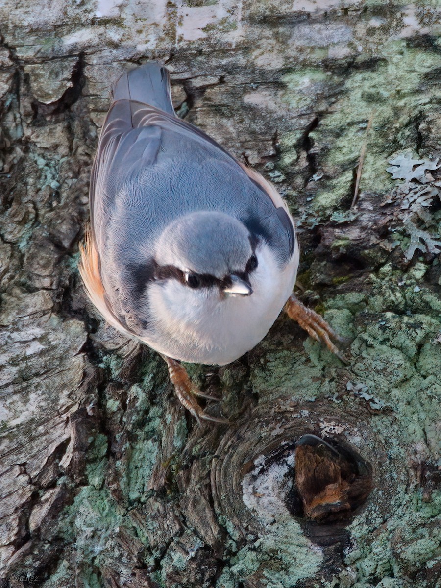 Eurasian Nuthatch - ML626652407