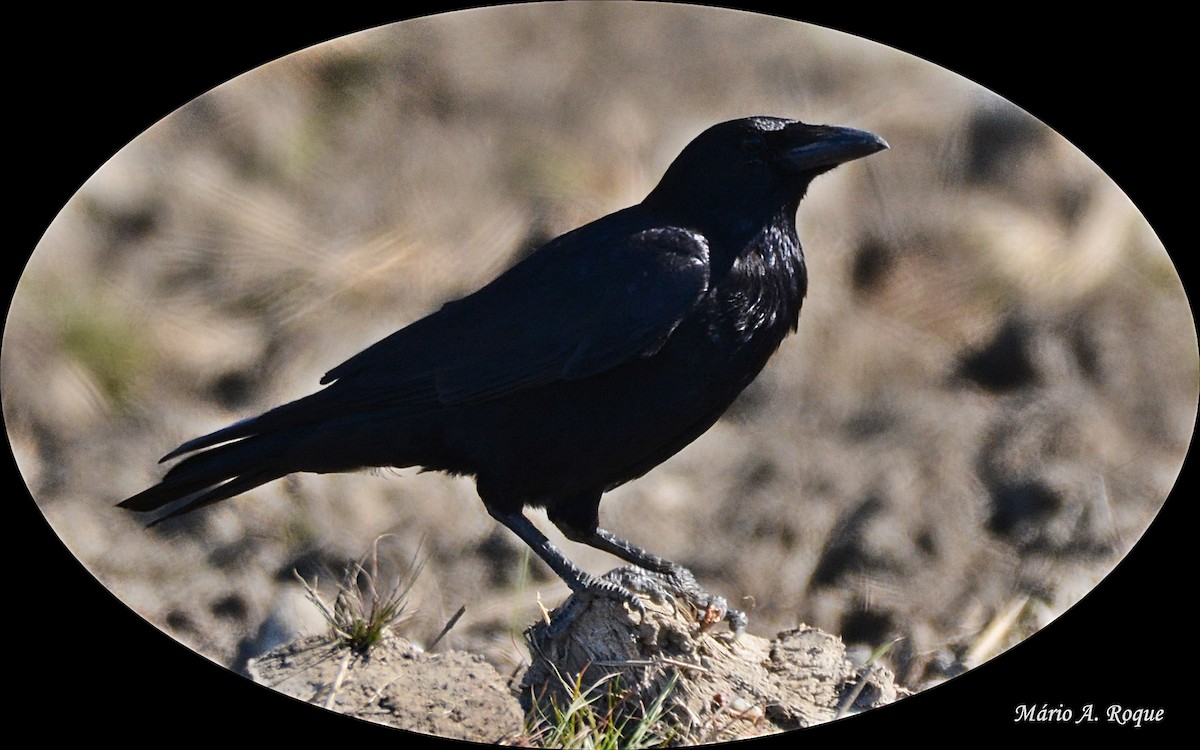 Carrion Crow - ML626652602