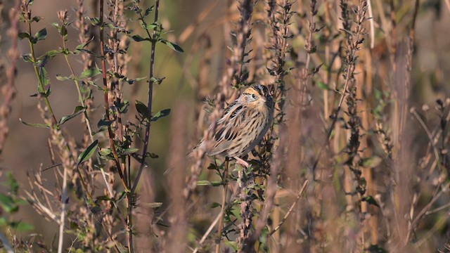 LeConte's Sparrow - ML626652681