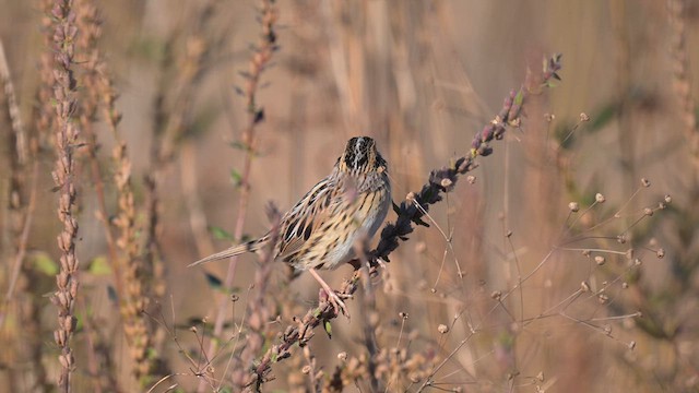LeConte's Sparrow - ML626652686