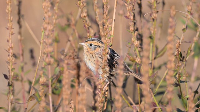 LeConte's Sparrow - ML626652688