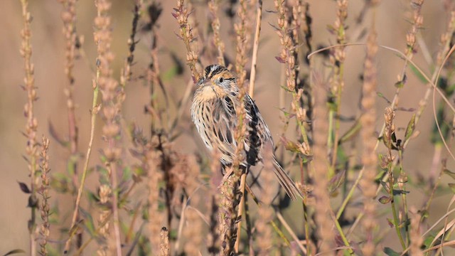 LeConte's Sparrow - ML626652705