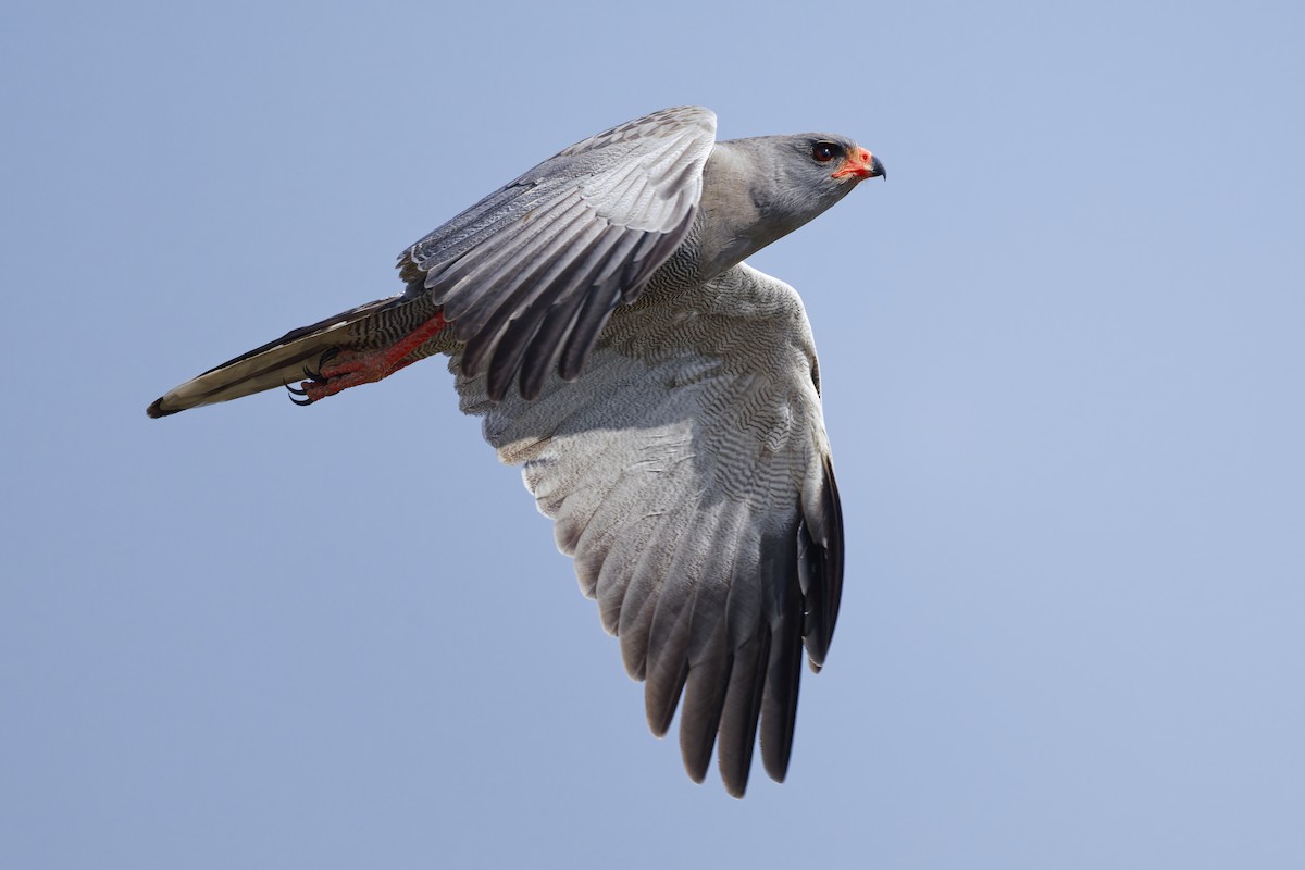 Dark Chanting-Goshawk - ML626652811