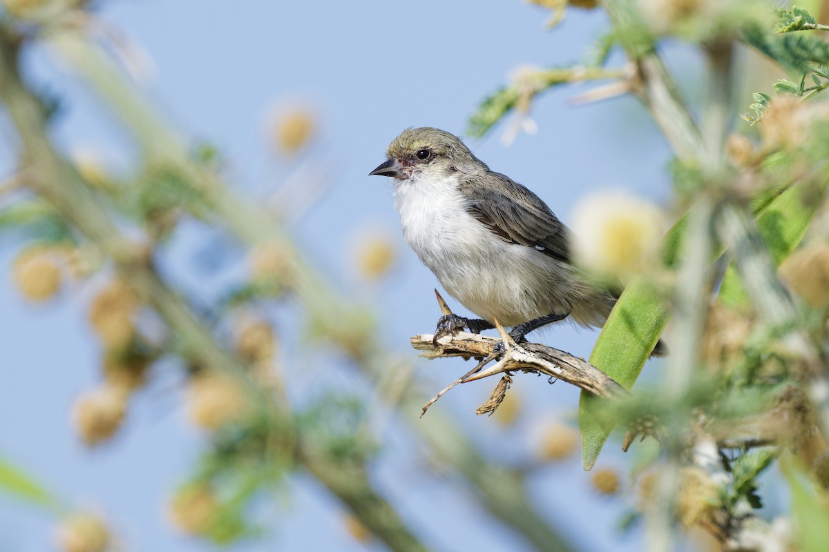 Mouse-colored Penduline-Tit - ML626652837