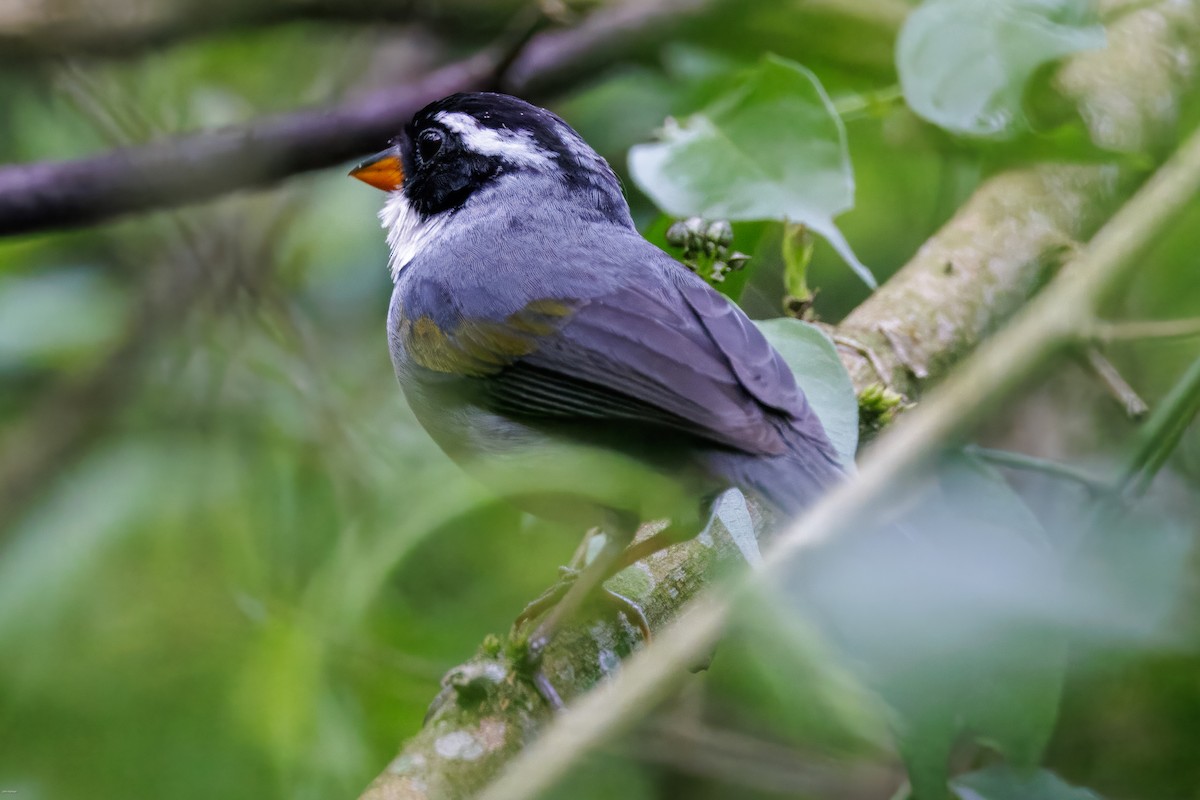 Saffron-billed Sparrow (Gray-backed) - ML626652932