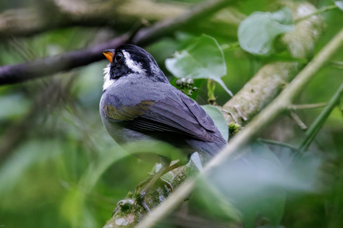 Saffron-billed Sparrow (Gray-backed) - ML626652933