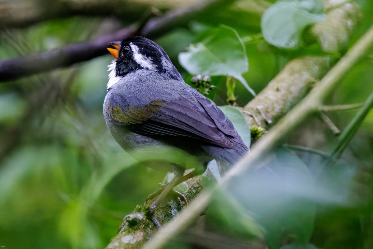 Saffron-billed Sparrow (Gray-backed) - ML626652934