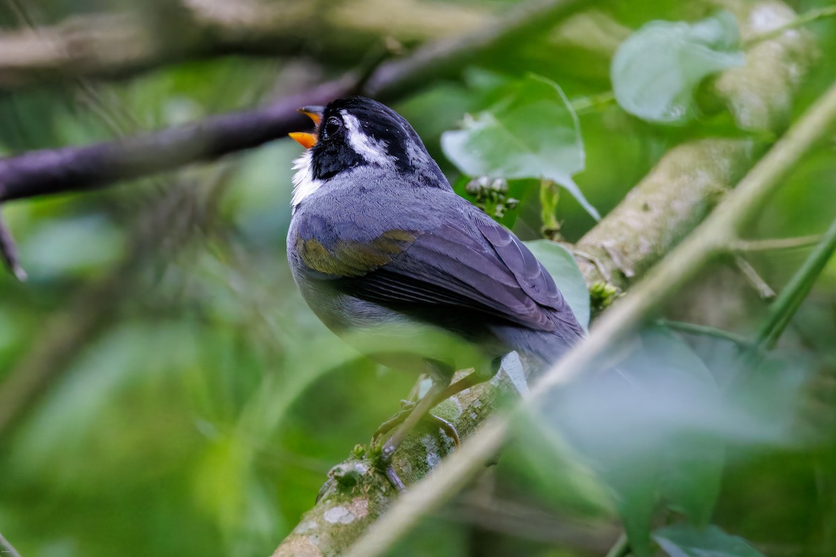 Saffron-billed Sparrow (Gray-backed) - ML626652935