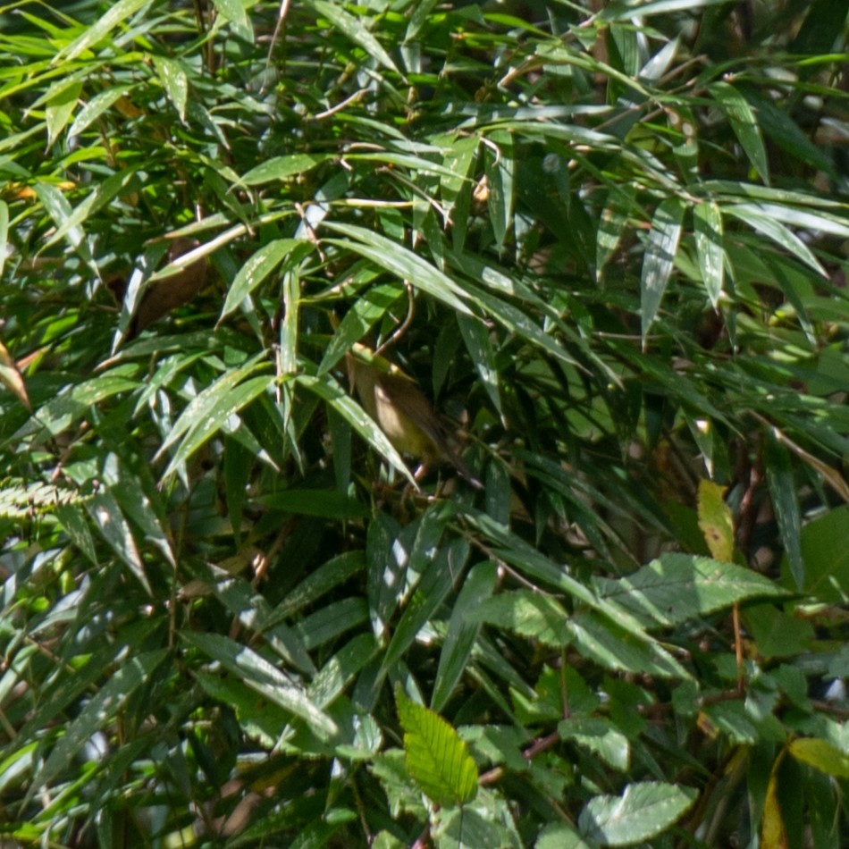 Hume's Bush Warbler - ML626653001