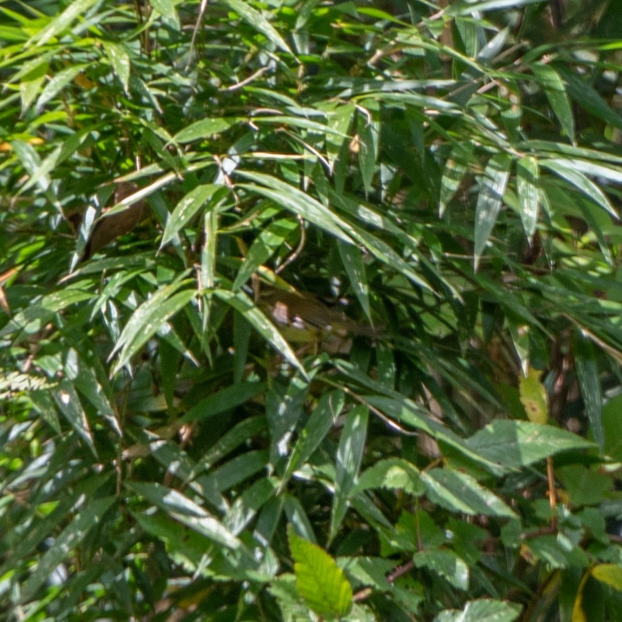 Hume's Bush Warbler - ML626653002