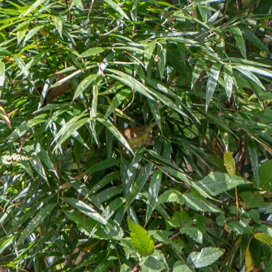 Hume's Bush Warbler - ML626653003