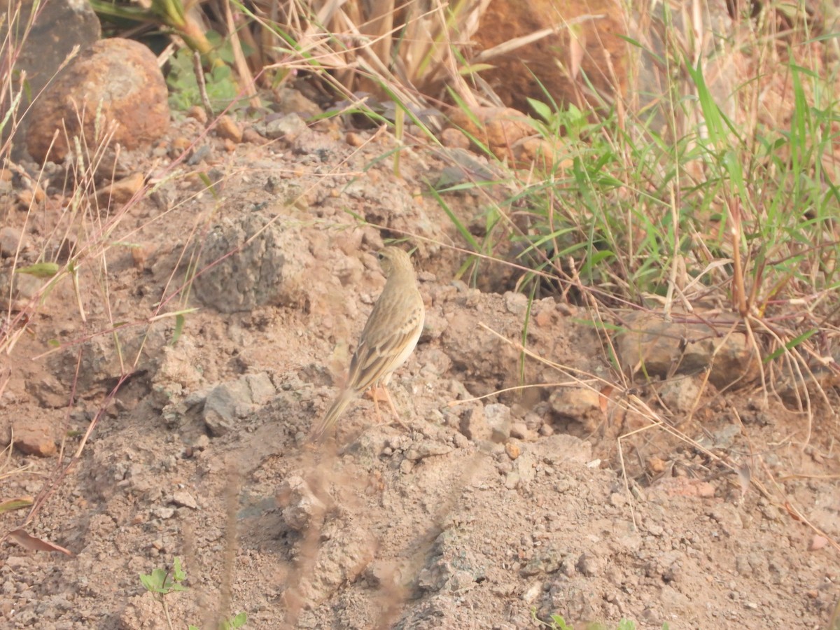 Tawny Pipit - ML626653148