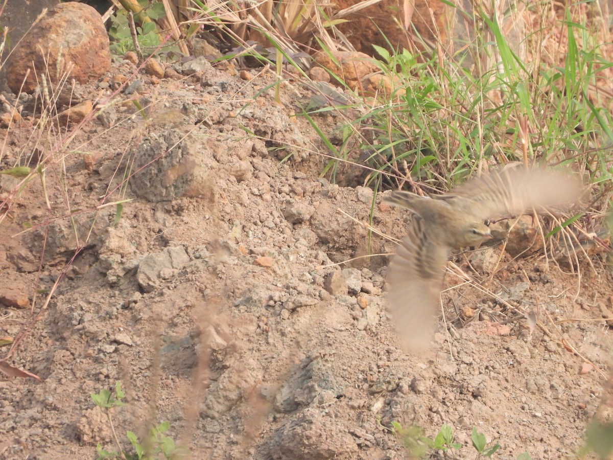 Tawny Pipit - ML626653156