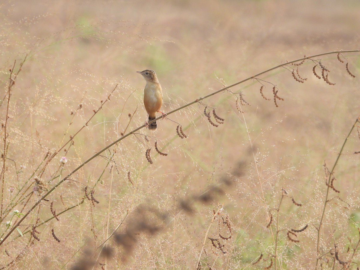 Zitting Cisticola - ML626653166