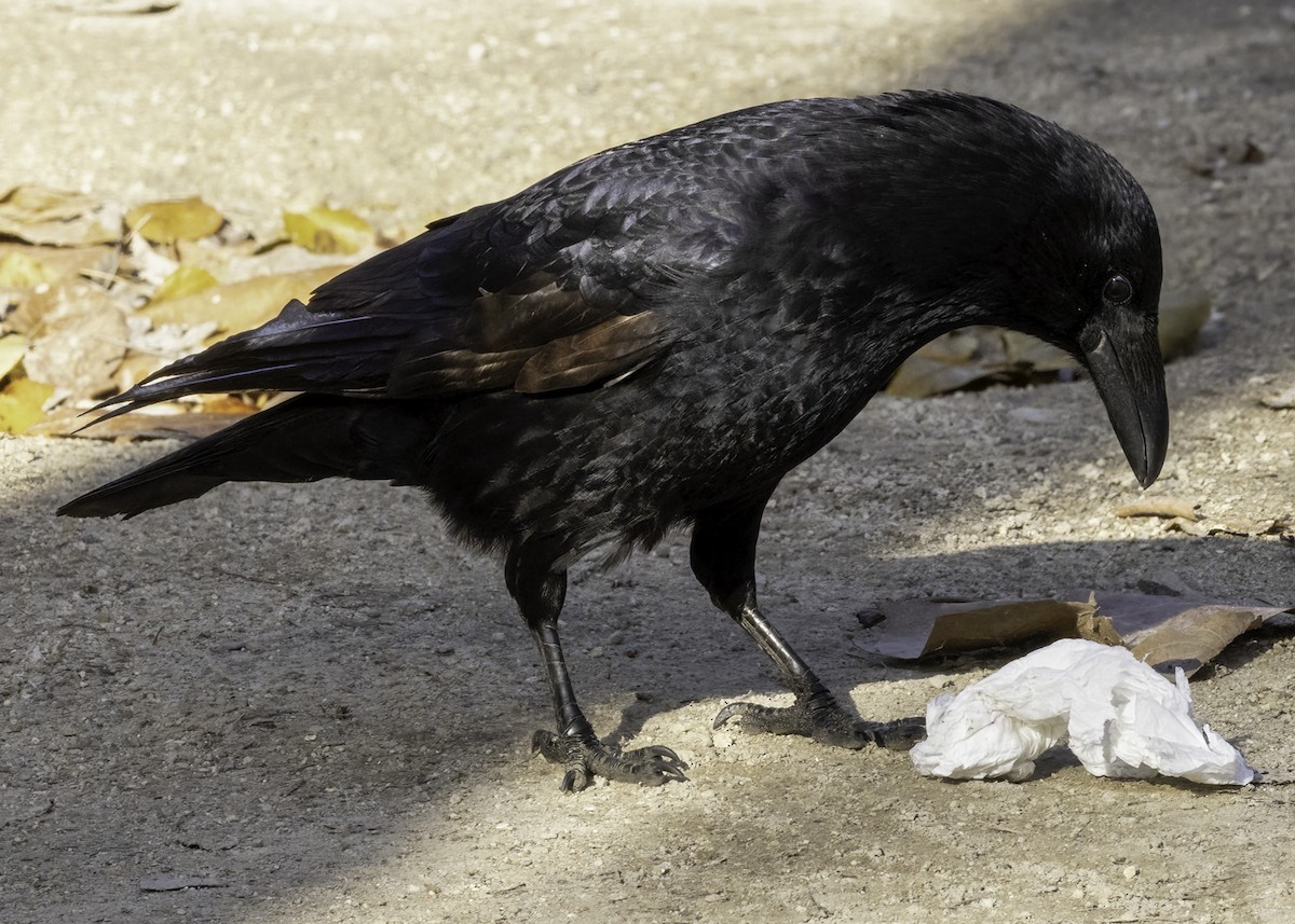 Carrion Crow - ML626653180