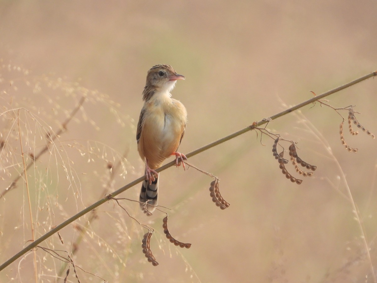 Zitting Cisticola - ML626653182