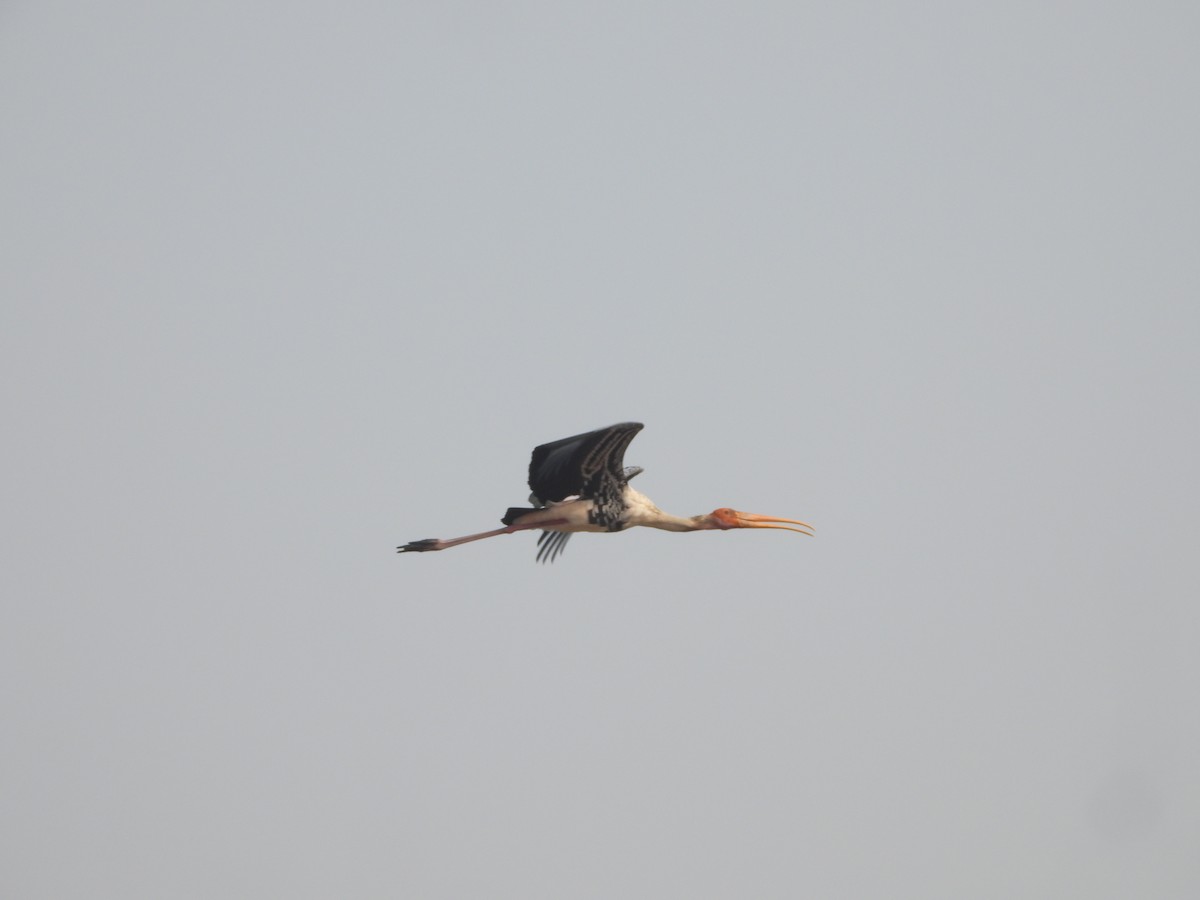 Painted Stork - ML626653197