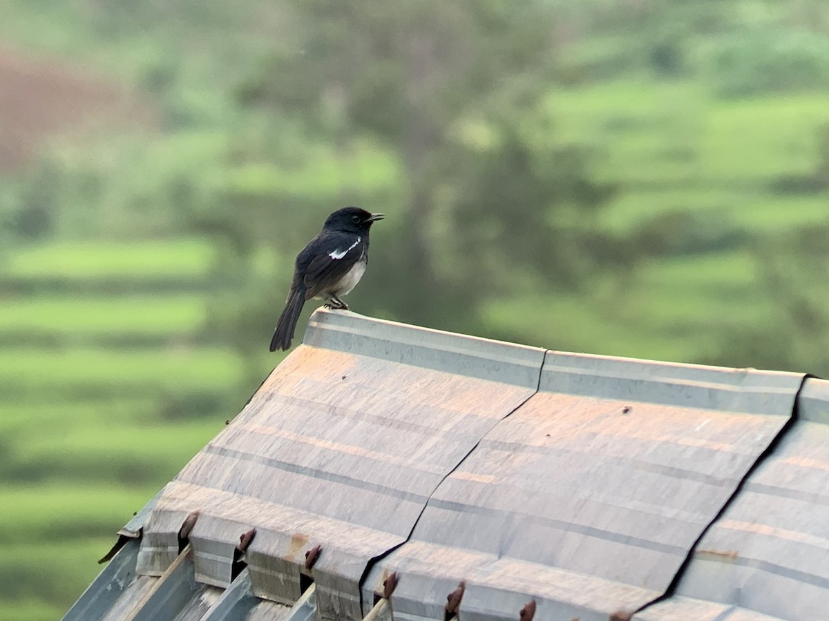 Madagascar Magpie-Robin - ML626653209