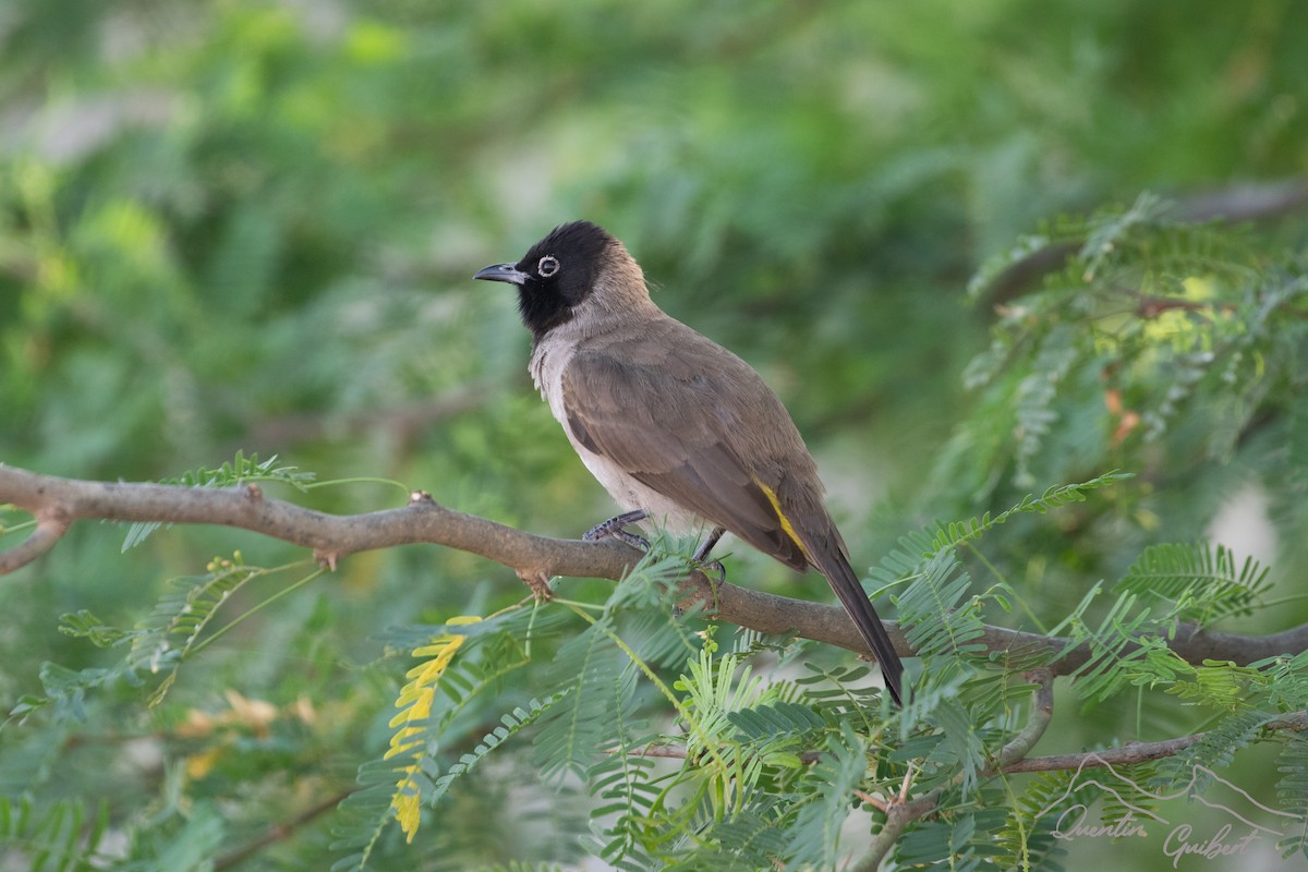 White-spectacled Bulbul - ML626653239