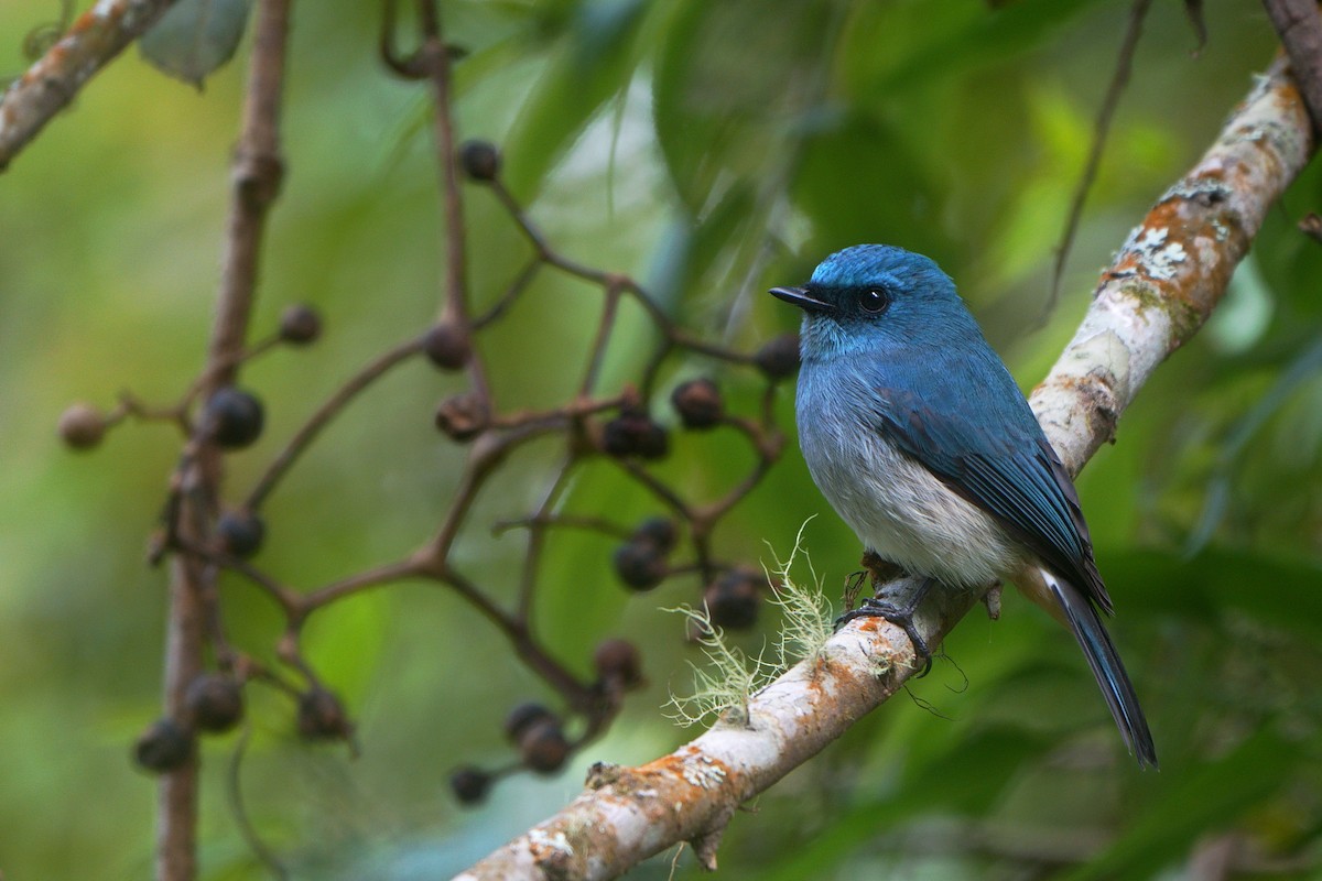 Indigo Flycatcher - ML626653377