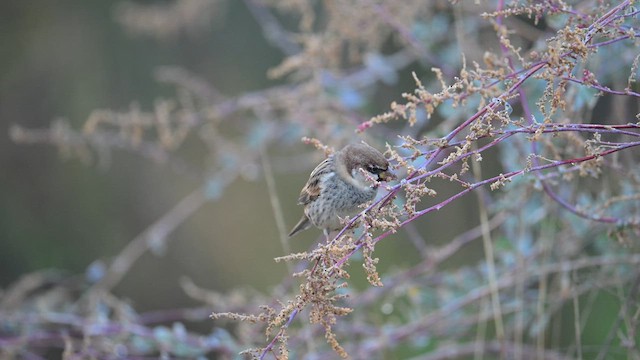 Spanish Sparrow - ML626653563